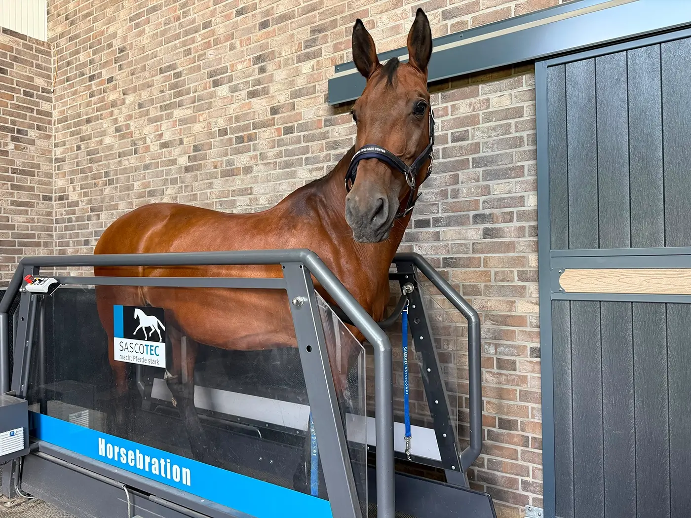 Horsebration