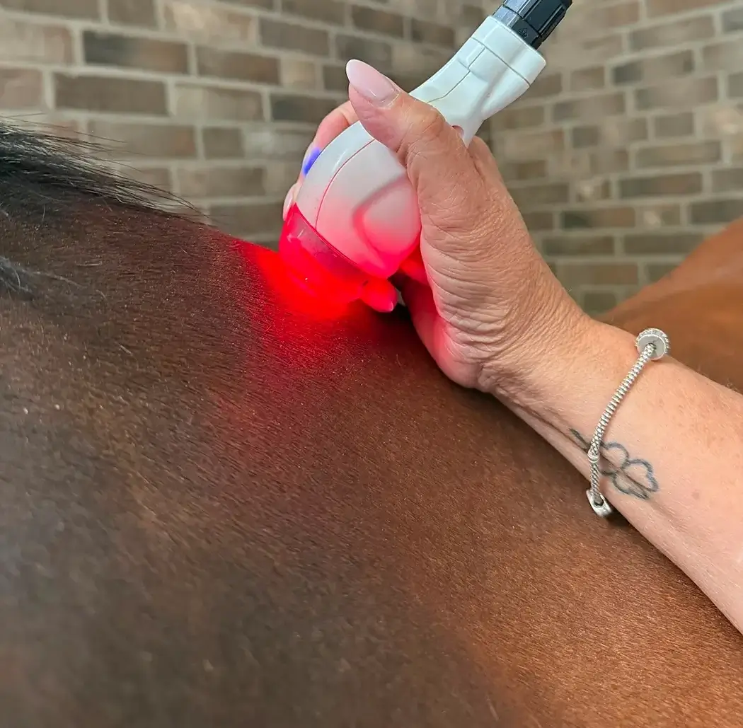 Lasertherapie für Pferde